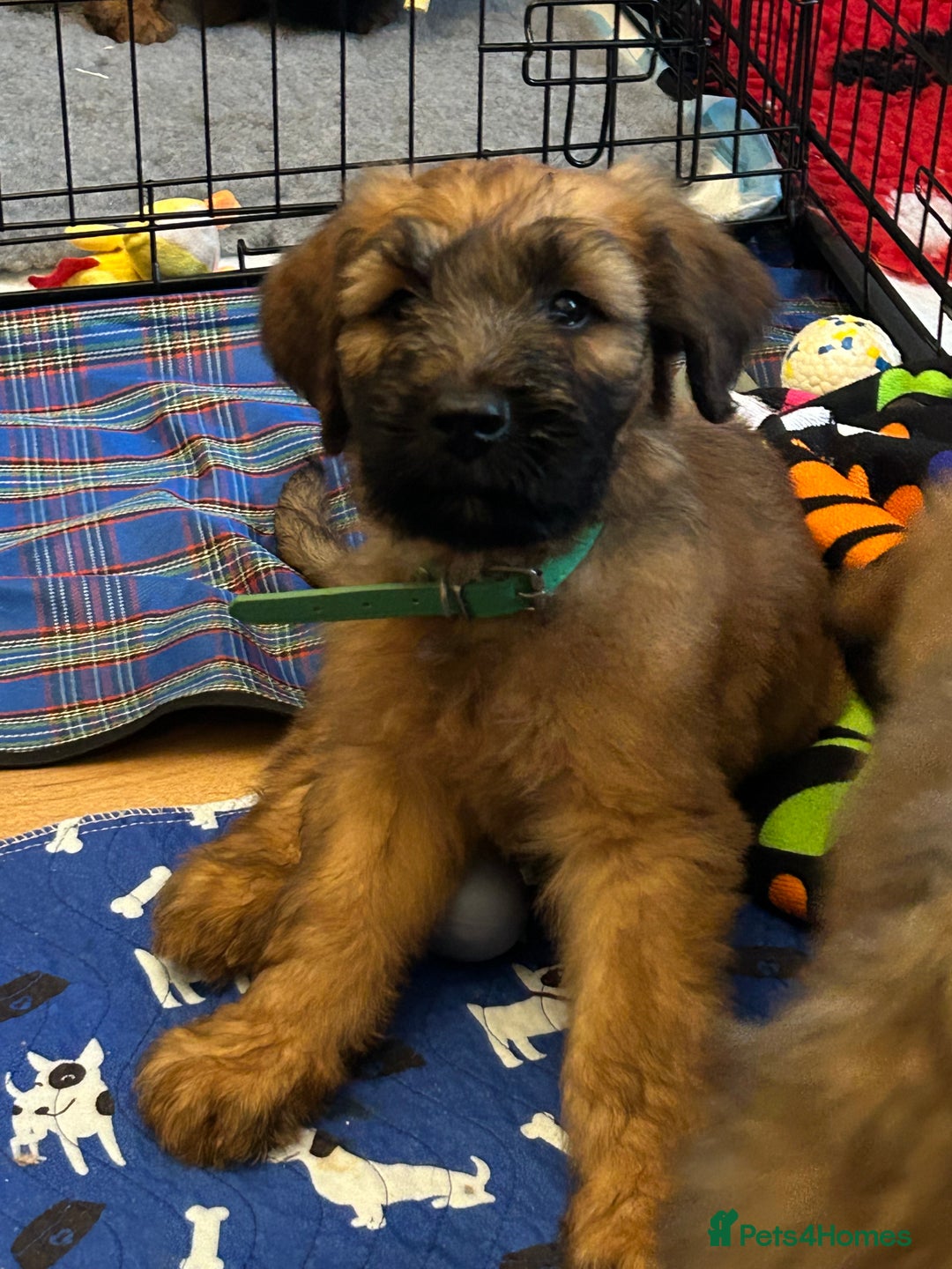 Briard dogs for sale: Amazing pedigree Briard Pups - Image 13