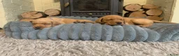 Labrador Retriever dogs for sale: Adorable KC Labrador puppies 🐾 - Advert 5