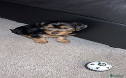 Yorkshire Terrier dogs for stud: Handsome Yorkshire Terrier available for stud! - Image 5