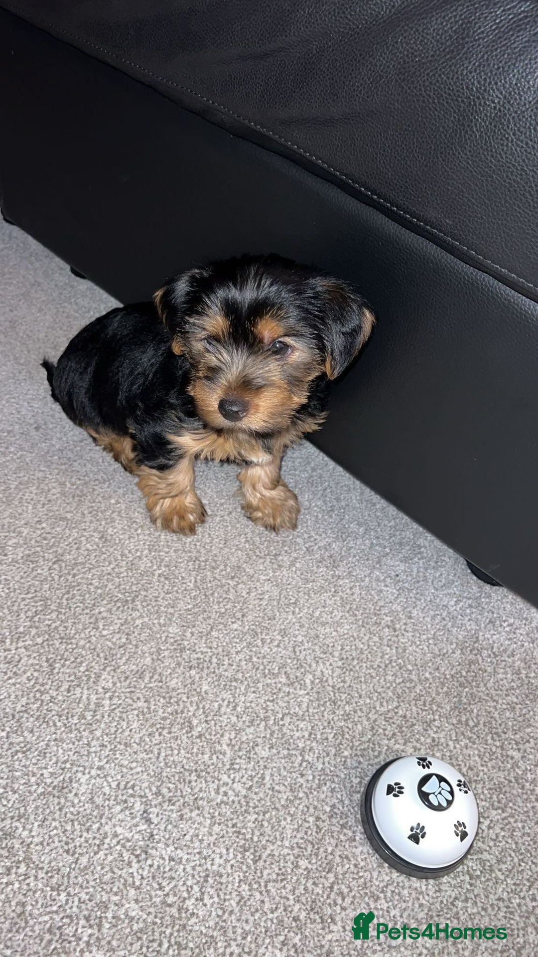 Yorkshire Terrier dogs for stud: Handsome Yorkshire Terrier available for stud! - Image 5