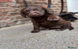 Labradoodle dogs for sale: READY NOW NOW NOW Irresistible Labradoodles  - Advert 14