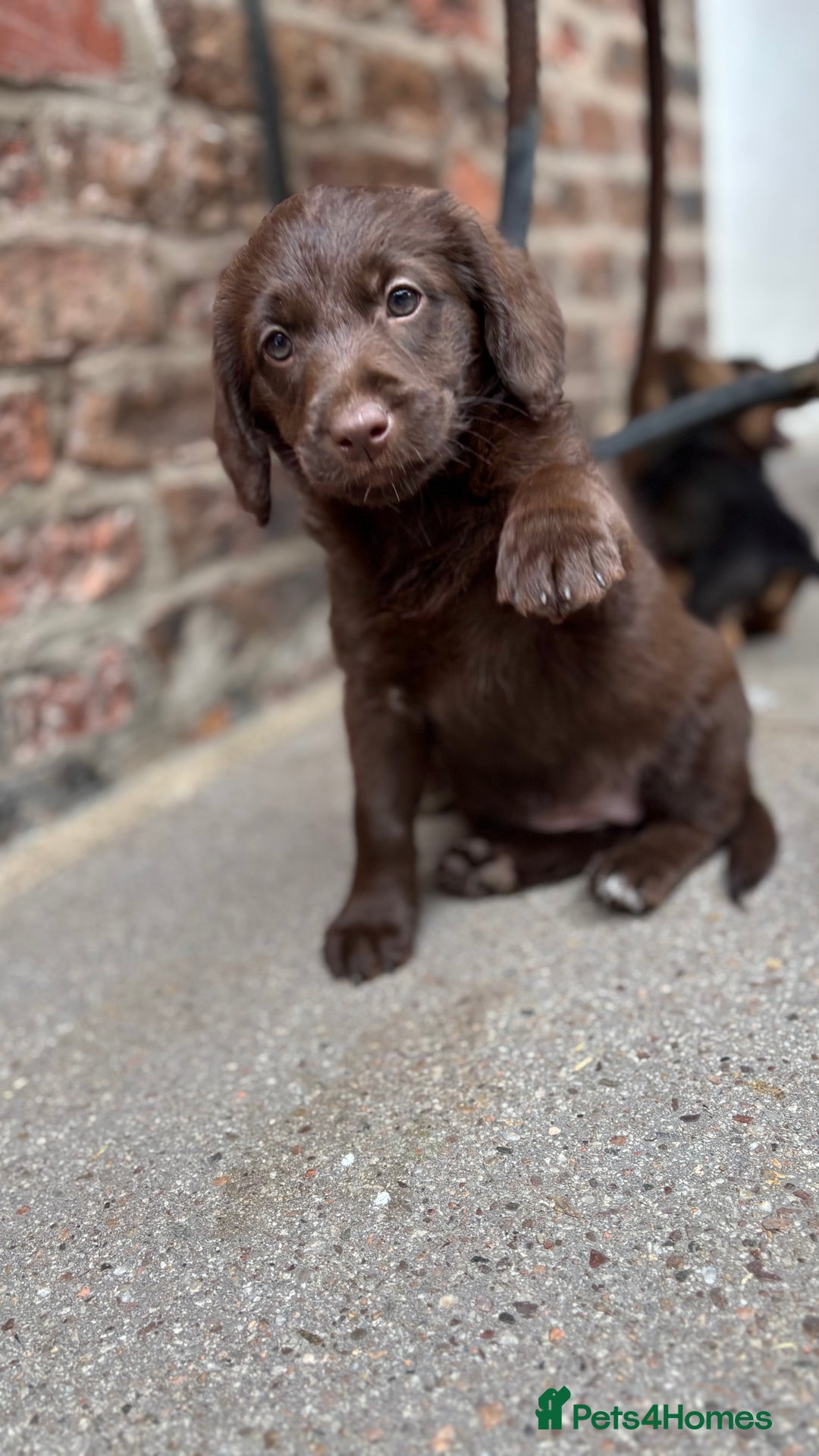 Labradoodle dogs for sale: READY NOW NOW NOW Irresistible Labradoodles  - Advert 14