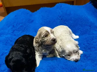 Mixed Breed dogs Miniature Multi-Gen Australian Labradoodle Puppies - Advert 6