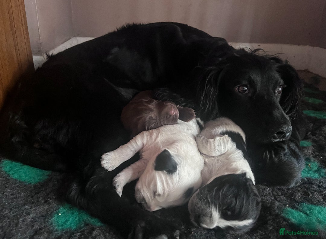 Cocker Spaniel dogs for sale: Stunning cocker spaniel puppies (blue roans)  - Advert 1