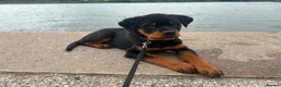 Rottweiler dogs for sale: 12 week male Rottweiler puppy - Advert 1