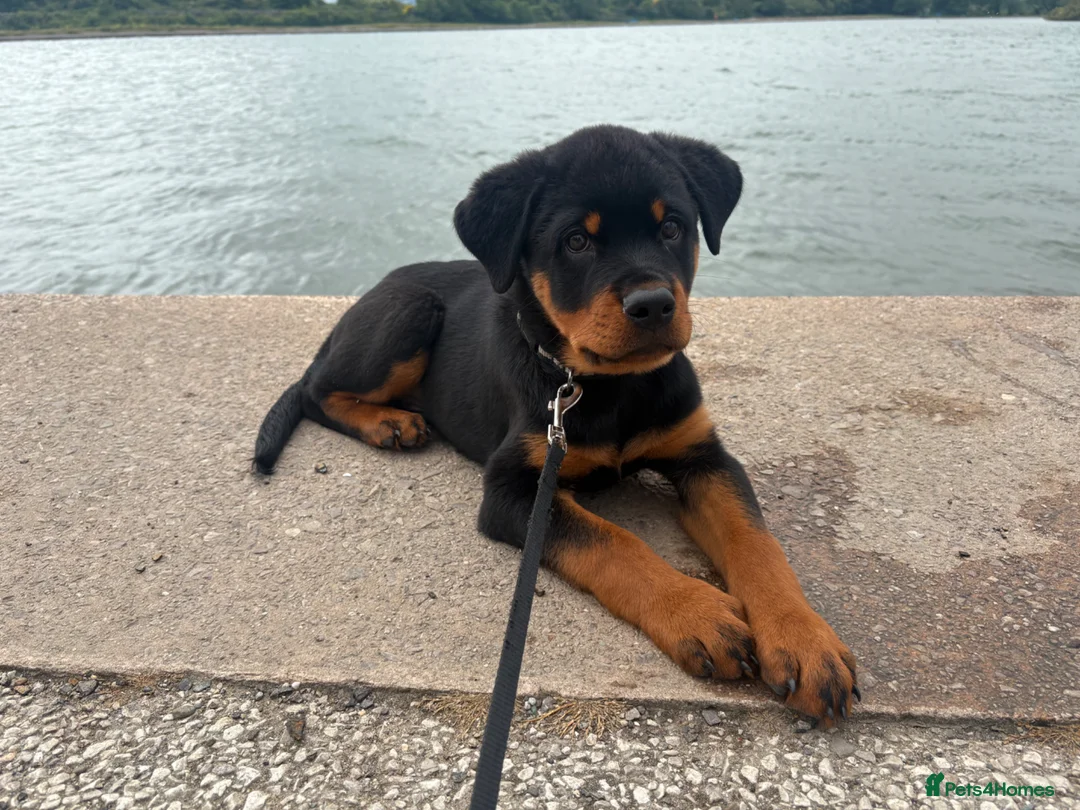 Rottweiler dogs for sale: 12 week male Rottweiler puppy - Advert 1