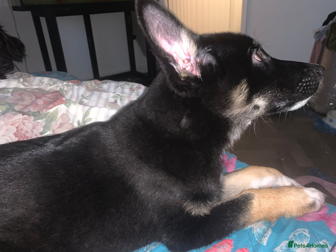 Shepsky dogs for sale: Shepsky puppy for sale  - Image 2