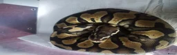 Python Snake reptiles for sale: Royal pythons last 2 !!! - Advert 2