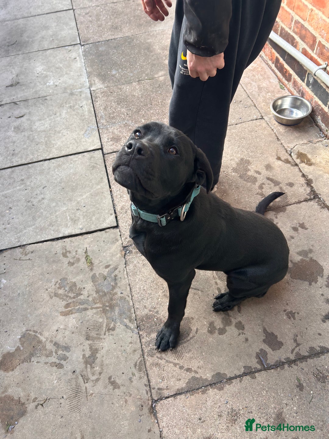 Mixed Breed dogs for sale: Puppy for sale  - Advert 13