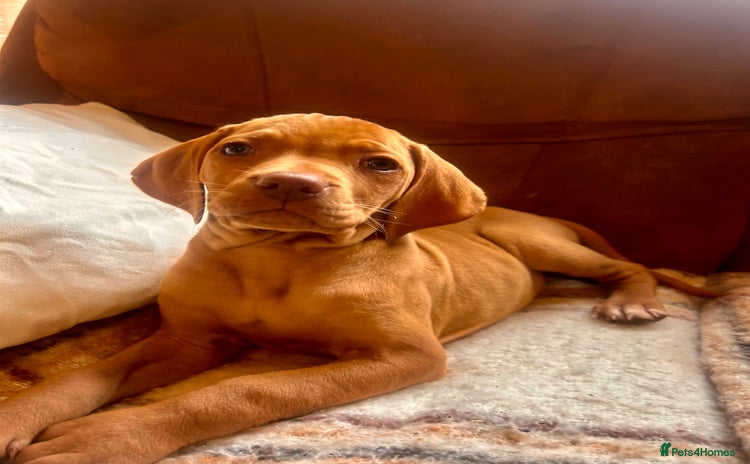 Hungarian Vizsla dogs Hungarian viszla puppy  - Advert 5