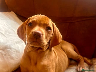 Hungarian Vizsla dogs Hungarian viszla puppy - Advert 4