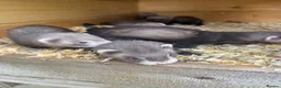 Ferret rodents for sale: Ferret kits  - Advert 6