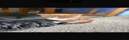 Mixed Breed cats for sale: 5 gorgeous kittens for sale  in Ilminster - Advert 6