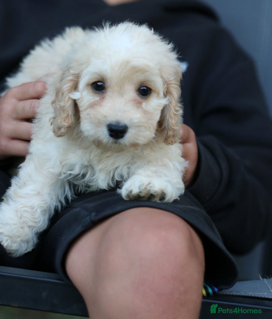 Cockapoo dogs for sale: Most Beautiful Cockerpoo s - Image 4