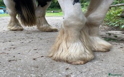Irish Cob horses for sale: Stunning 2year old cob gelding  - Image 4