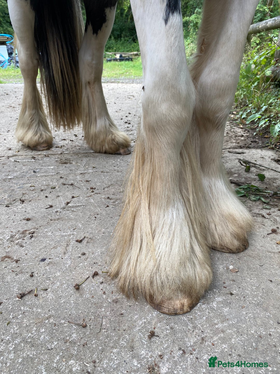 Irish Cob horses for sale: Stunning 2year old cob gelding  - Image 4