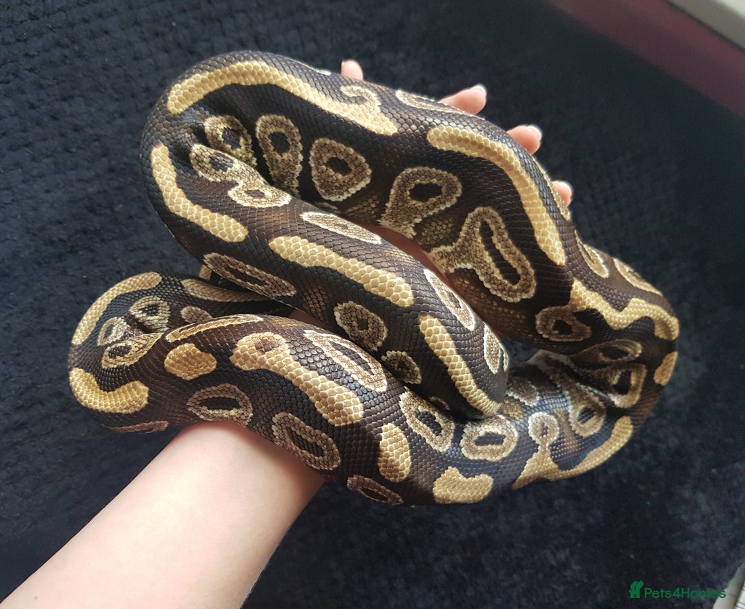 Python Snake reptiles for sale: Mojave Ball Python + Enclosure - Image 3
