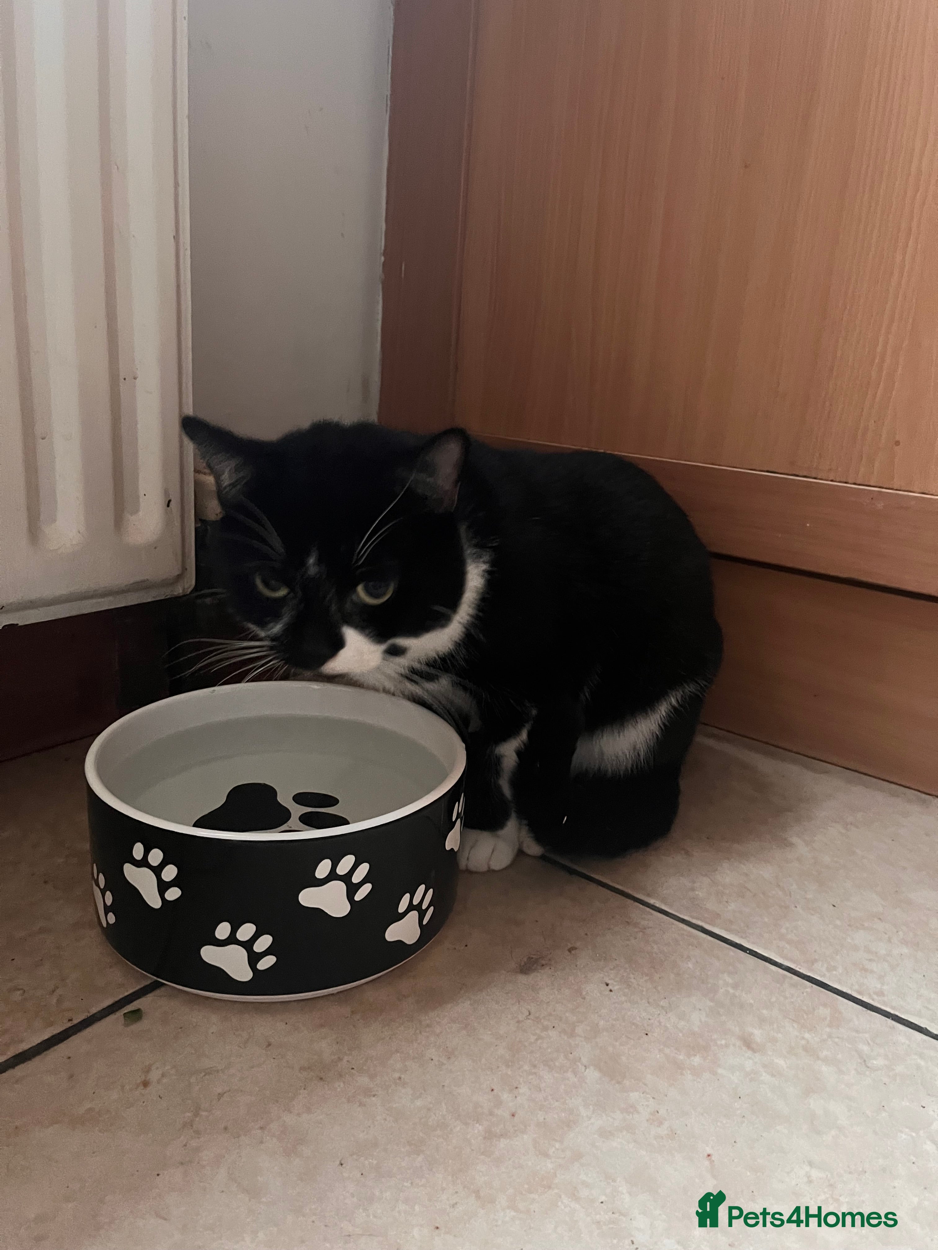 Mixed Breed cats Hi there! I’m looking to rehome my 2 boys - Advert 14