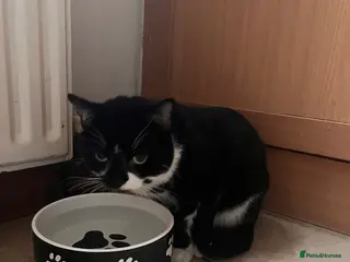 Mixed Breed cats Hi there! I’m looking to rehome my 2 boys - Advert 14