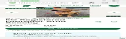 Labrador Retriever dogs for sale: Golden labrador retriever  in Huntingdon - Advert 2
