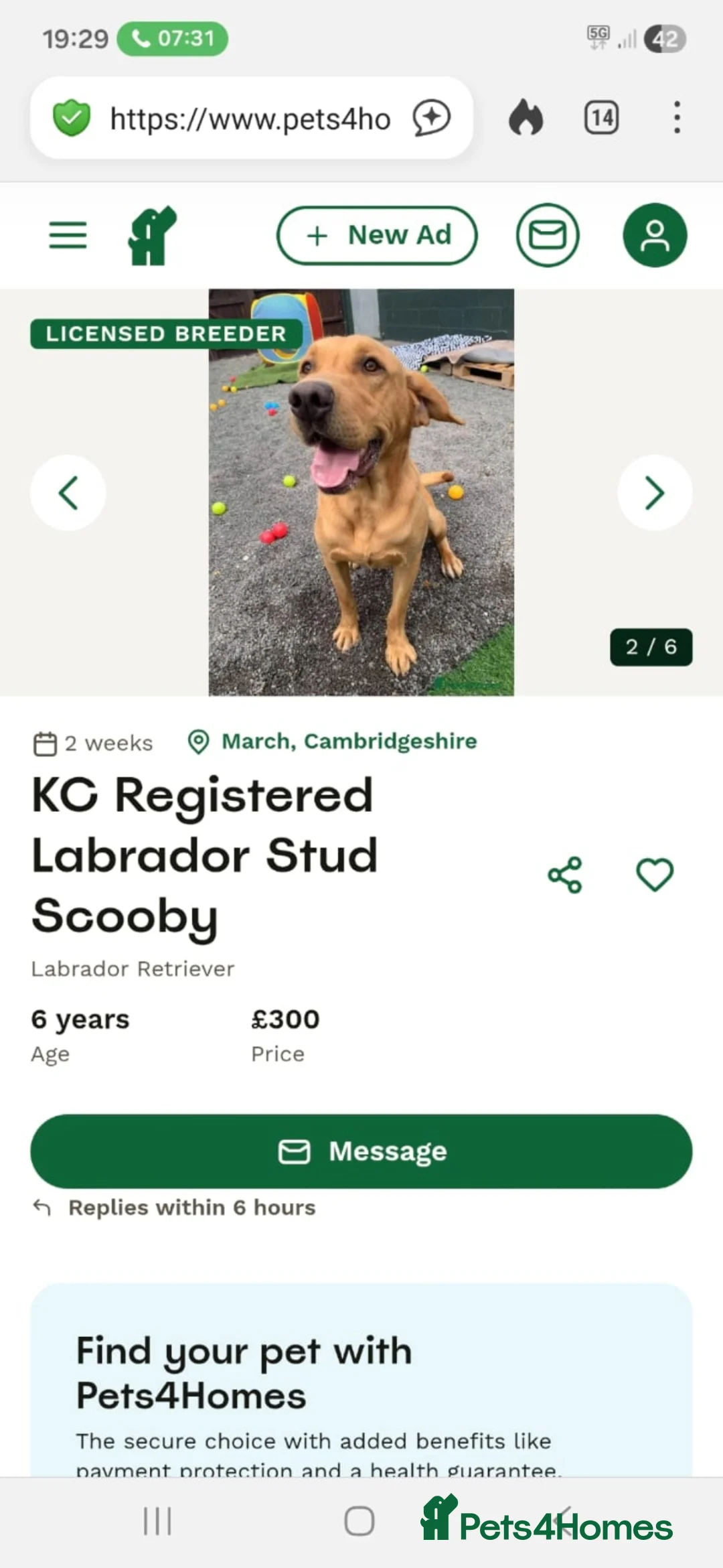 Labrador Retriever dogs for sale: Golden labrador retriever  in Huntingdon - Advert 2