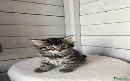 Mixed Breed cats for sale: Mixed breed kittens - Image 3