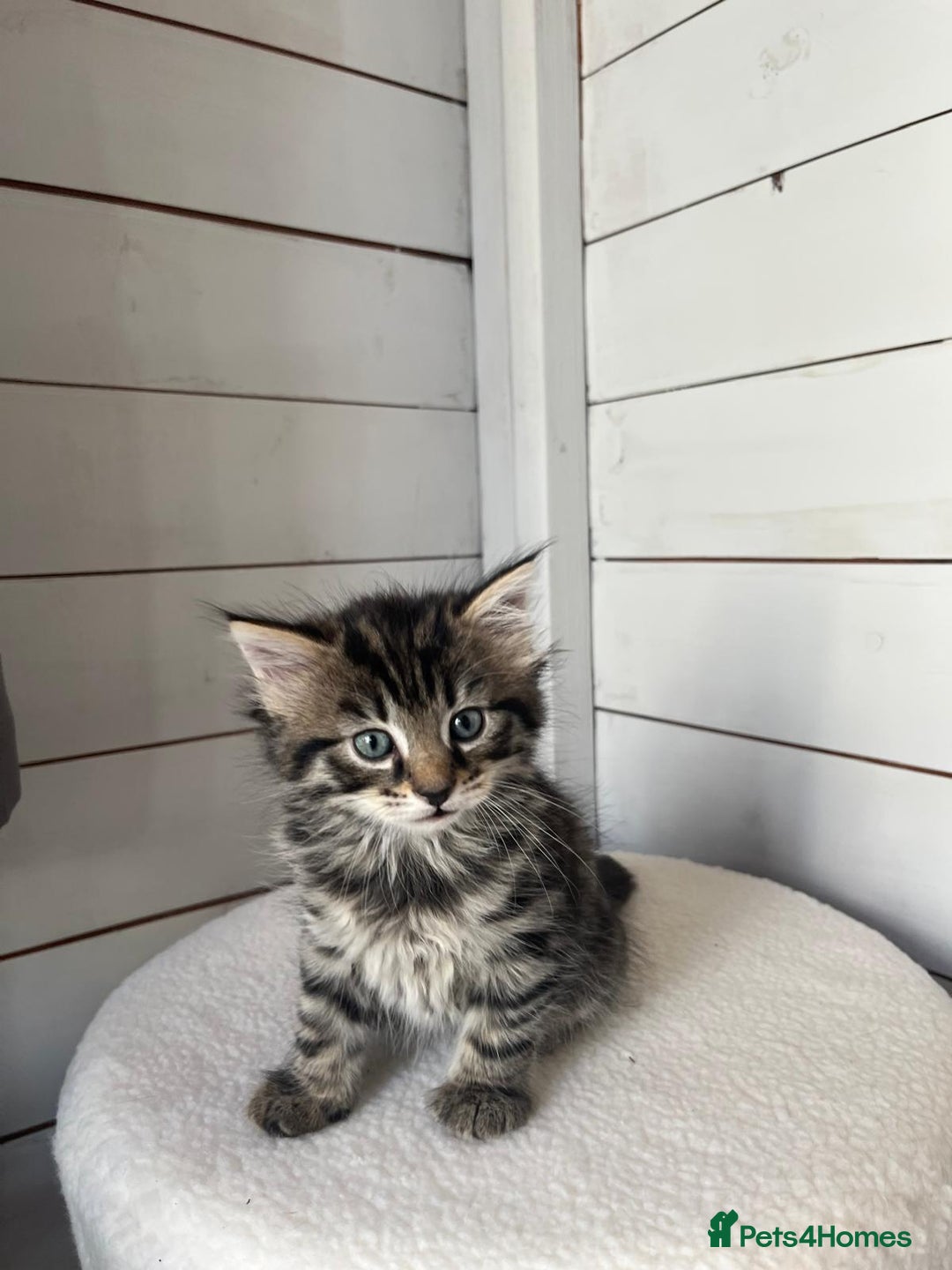 Mixed Breed cats for sale: Mixed breed kittens - Image 3