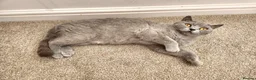 British Shorthair cats for sale: Pedigree Blue British Shorthair girl - Advert 11