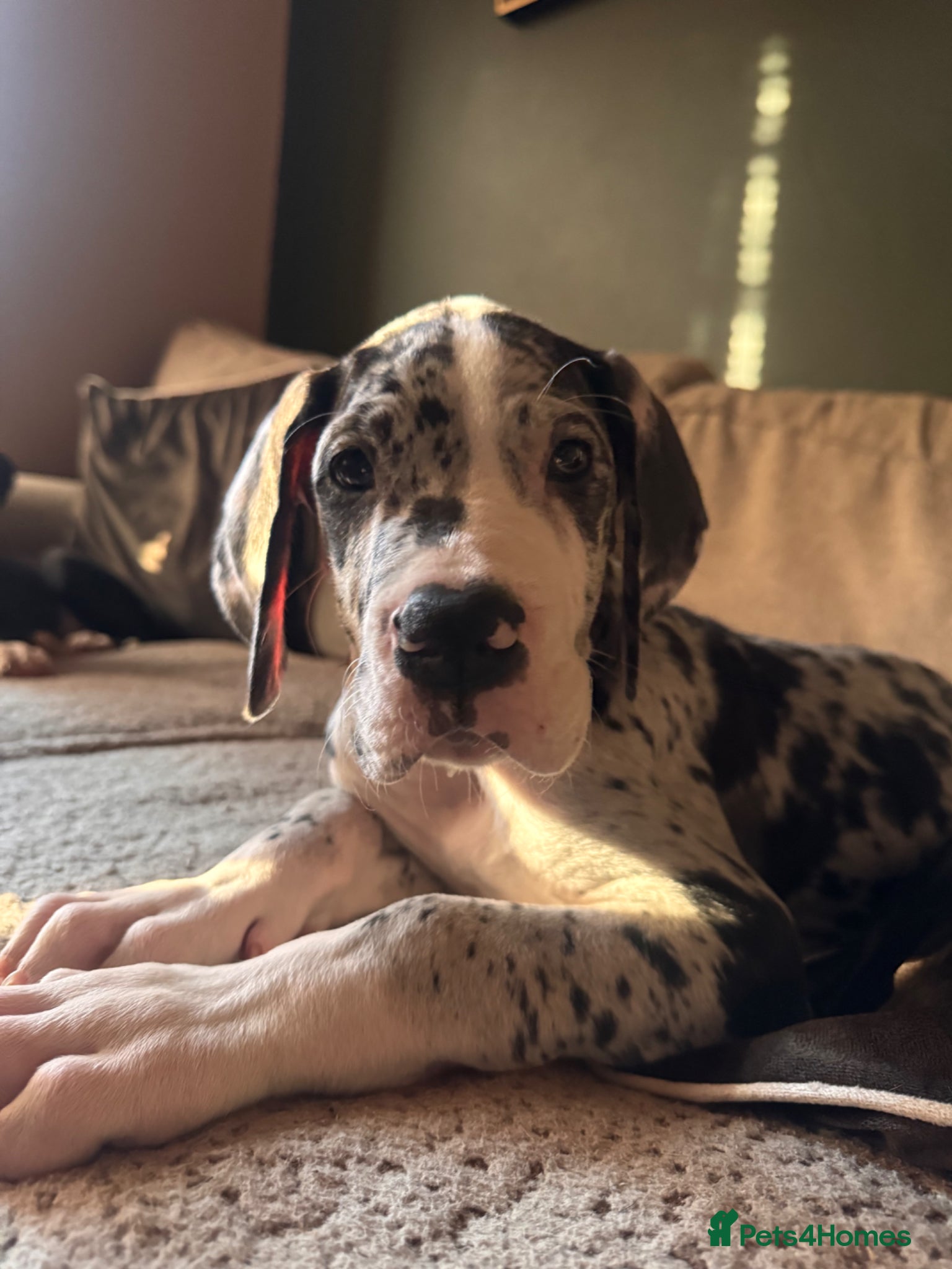 Great Dane dogs KC reg Great Dane pup - Advert 6