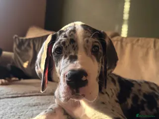 Great Dane dogs KC reg Great Dane pup - Advert 6