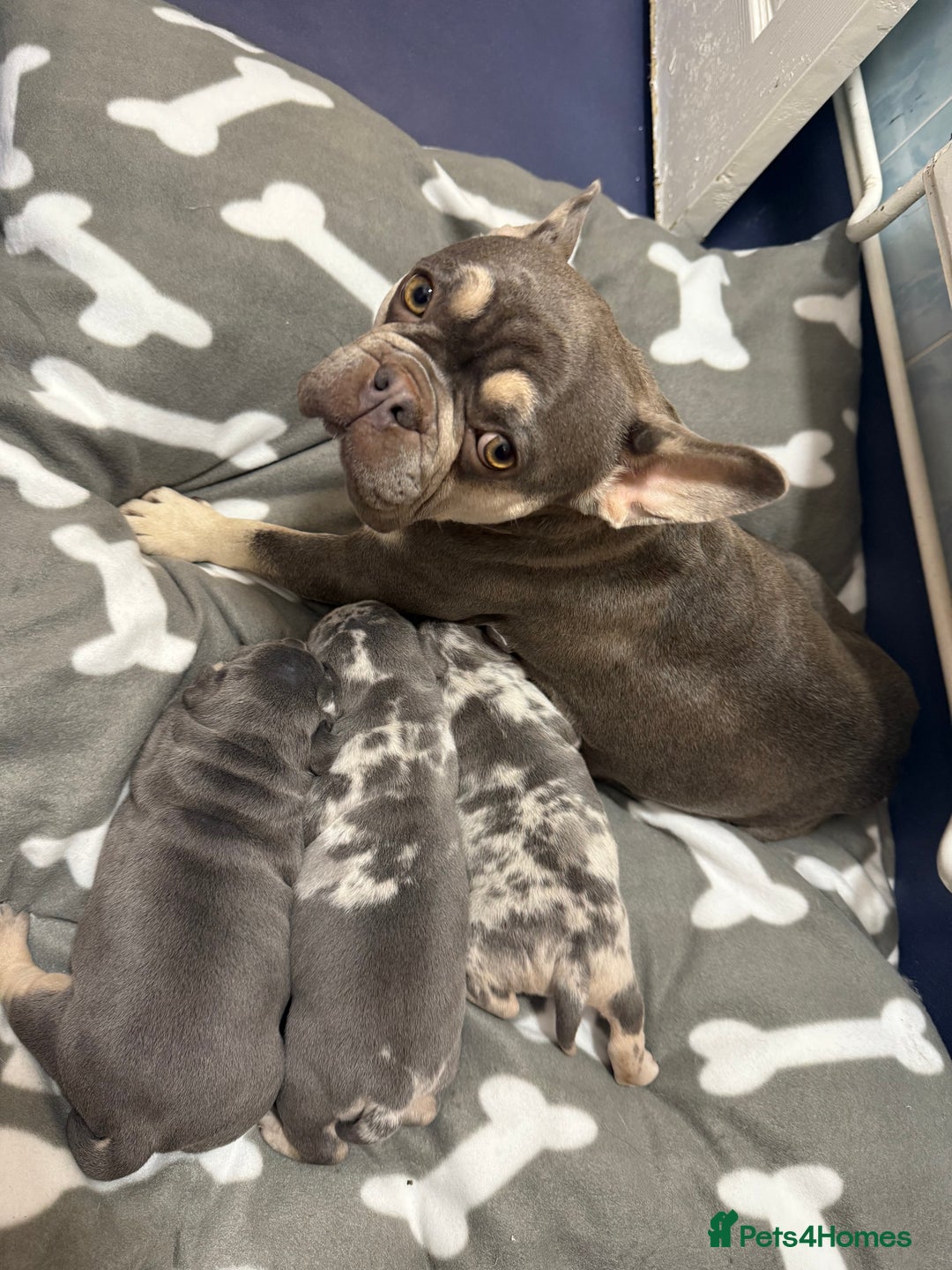 Mixed Breed dogs for sale: French bulldog cross pocket bully puppies  - Image 15
