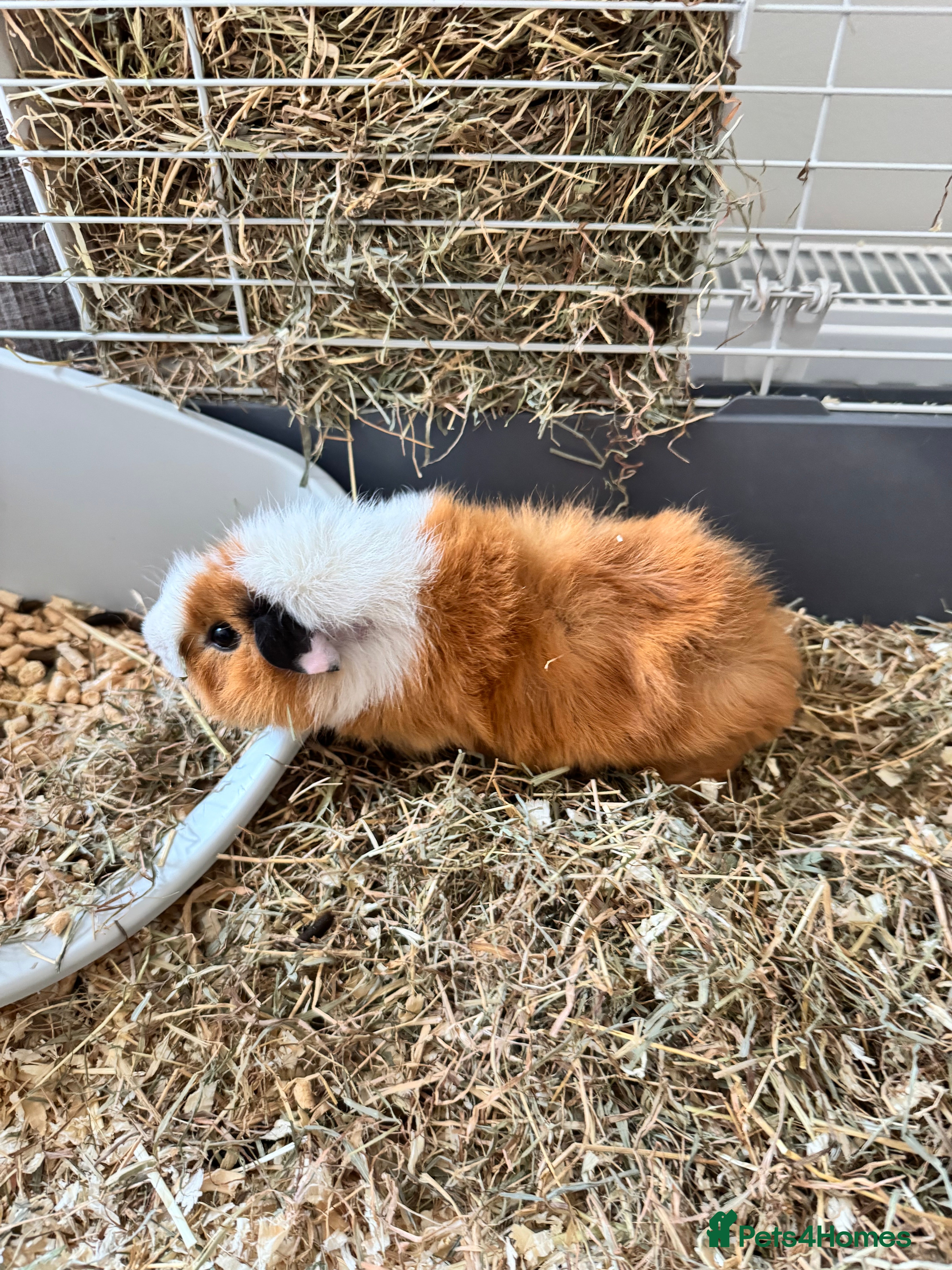 Guinea Pig rodents 2 paired guineas for sale with accessories  in Derby - Advert 7