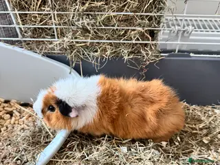 Guinea Pig rodents 2 paired guineas for sale with accessories in Derby - Advert 7