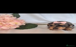 Mixed Breed dogs for sale:  miniature dachshund cross toy poodle doxiepoo   - Image 10