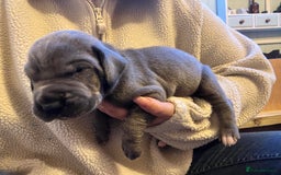 Great Dane dogs for sale: Great Dane puppy’s  - Image 17