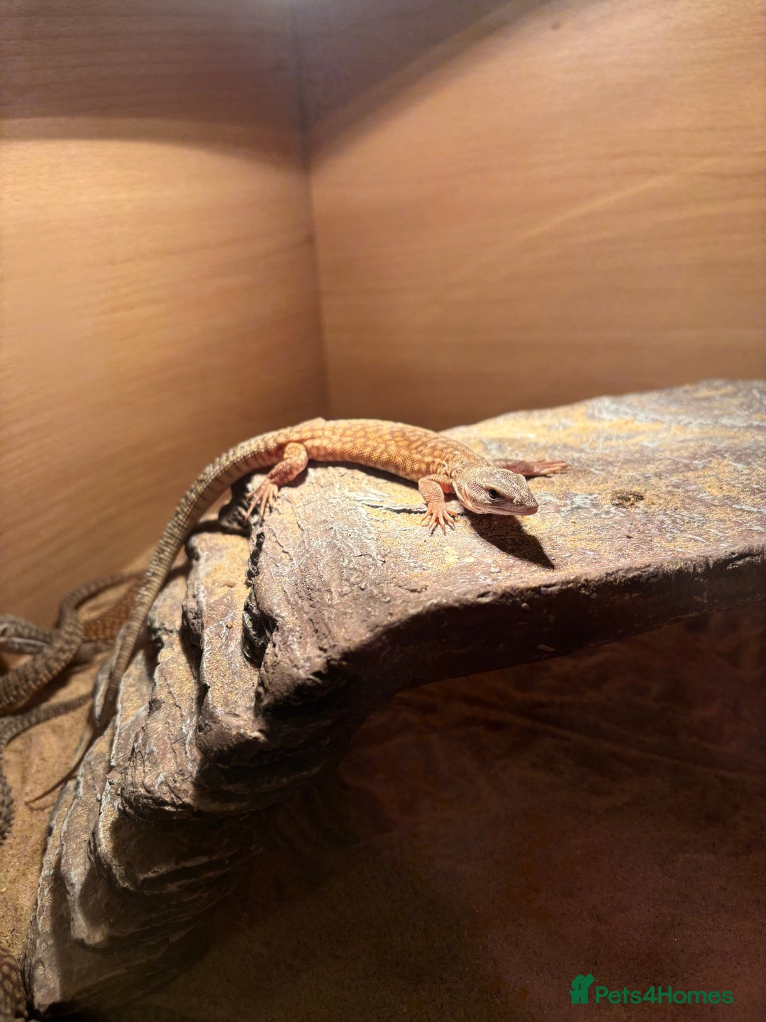 Monitor reptiles for sale: Baby yellow Ackie monitors  - Advert 5
