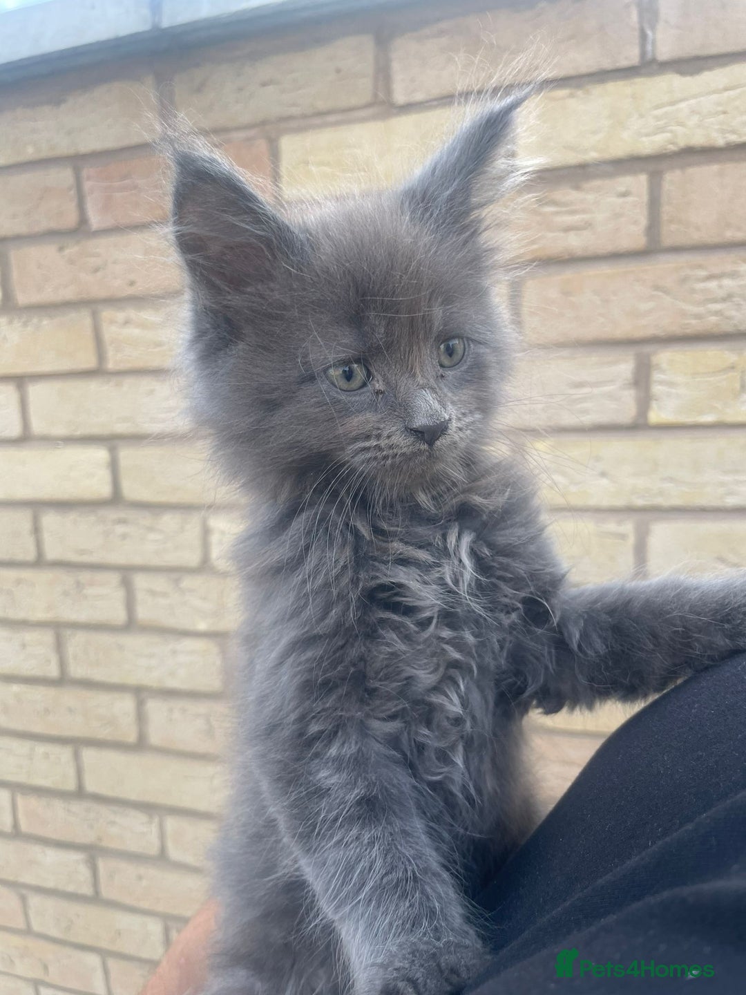 Maine Coon cats for sale: Big maine coon kittens  - Image 8