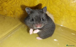 Hamster rodents for sale: Beautiful male and female Syrian hamsters  - Image 2