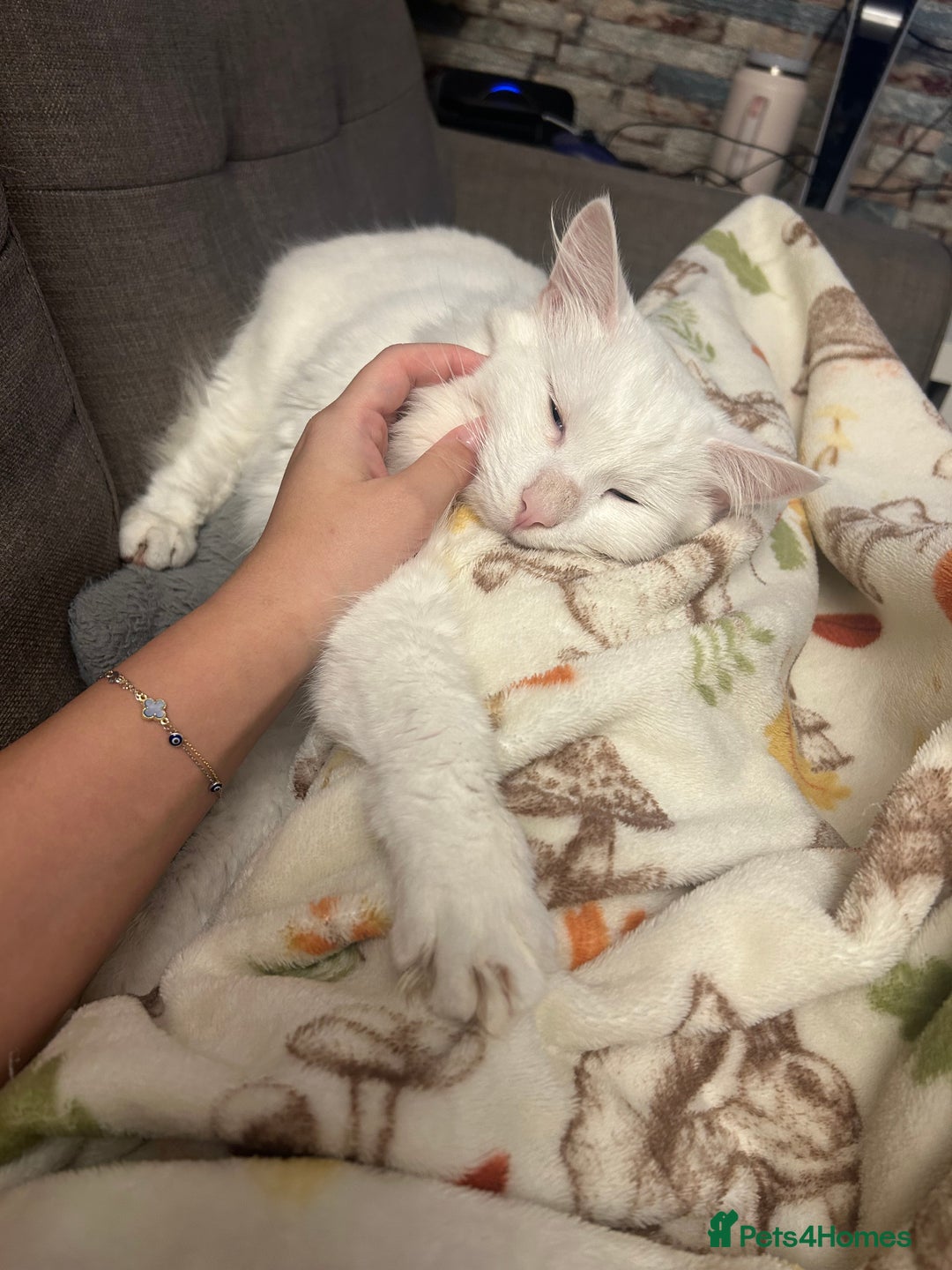 Domestic Shorthair cats for sale: Mike - the sweetest boy  - Advert 1