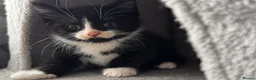 Mixed Breed cats for sale: 😻😻😻BEAUTIFUL KITTENS😻😻😻 - Advert 19