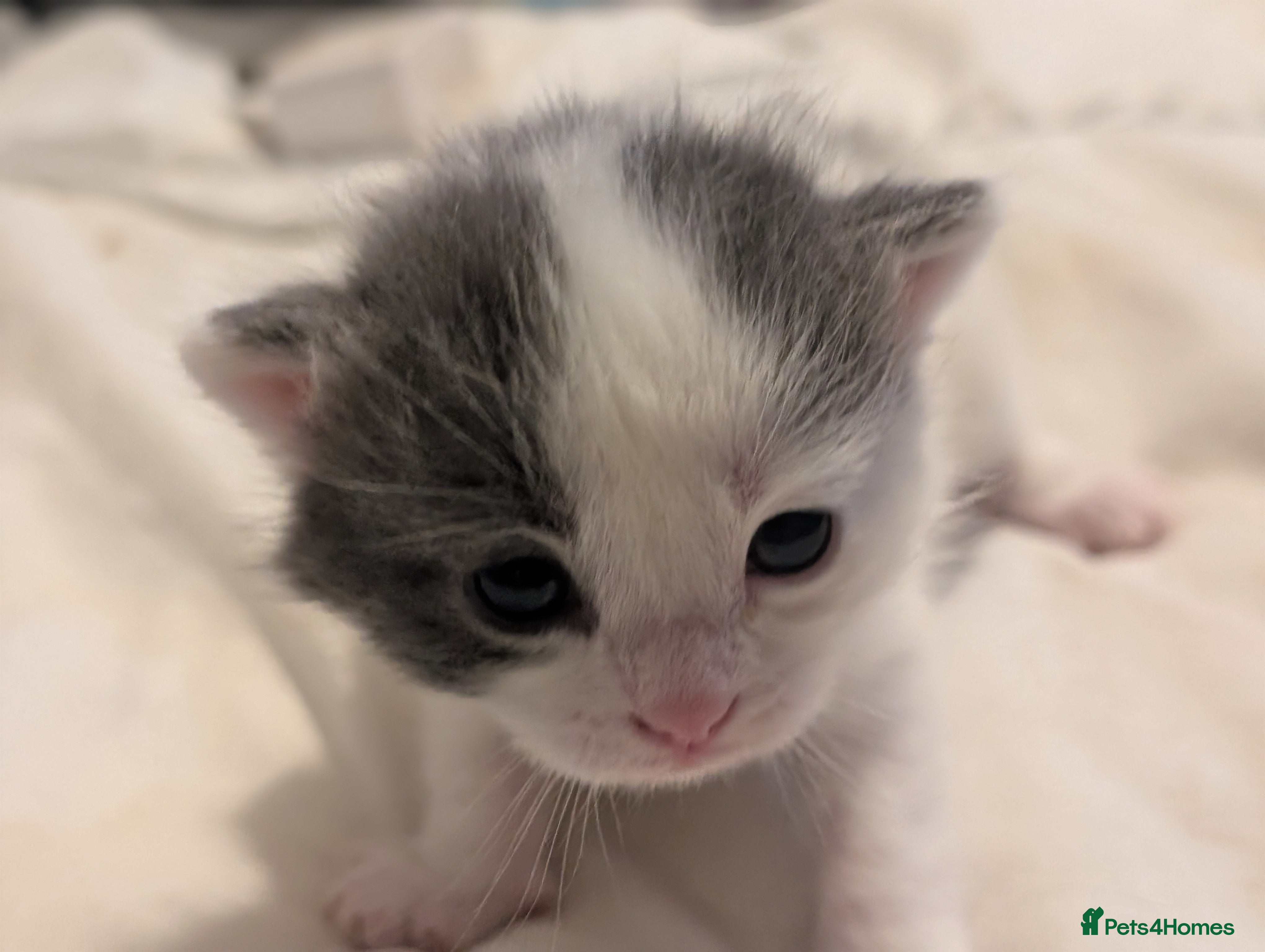 Domestic Shorthair cats for sale: 🖤 LAST KITTEN REMAINING – Midnight 🖤 - Advert 34