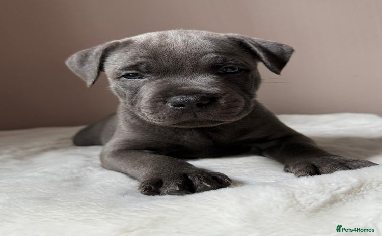 Staffordshire Bull Terrier dogs - Advert 7