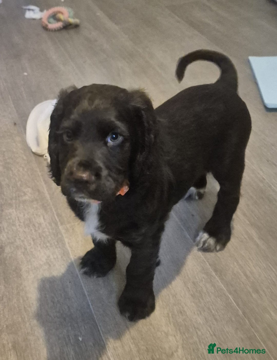 Cocker Spaniel dogs for sale: *Last little boy* chocolate cocker spaniel - Advert 27