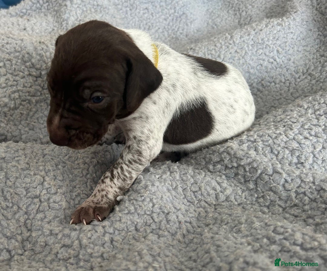 German Shorthaired Pointer dogs for sale: Pure GSP Puppies For Sale - Image 5