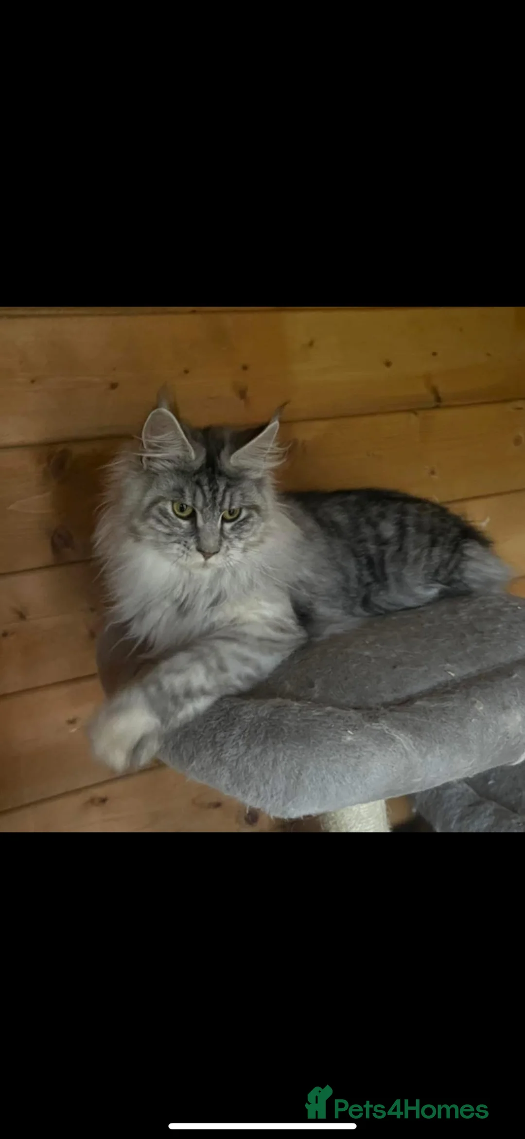 Maine Coon cats for sale: Retired Queens , Maine coon and Ragdoll  - Advert 2