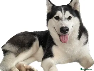 Siberian Husky dogs Beautiful Siberian Husky for Sale - Advert 5
