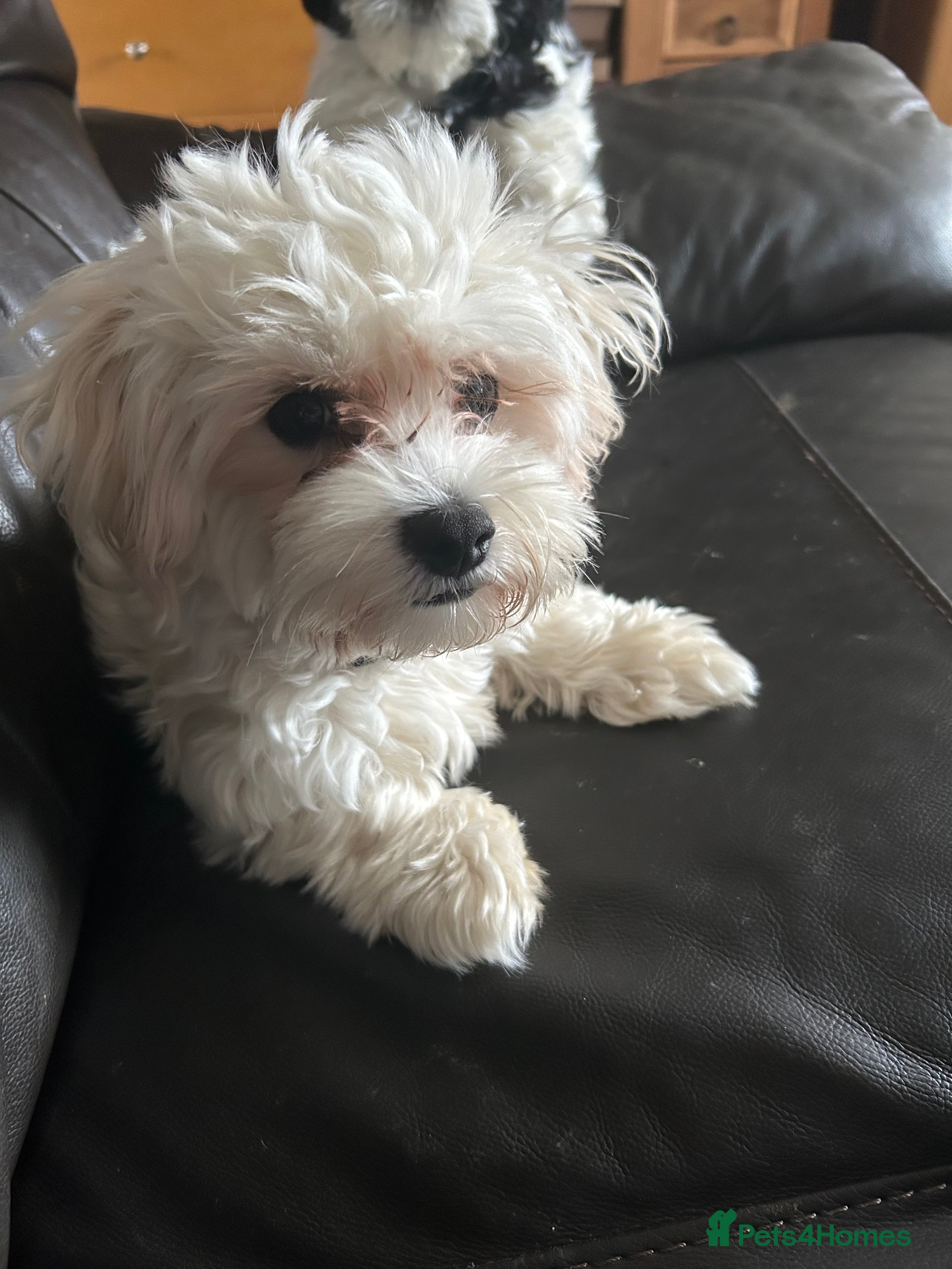 Mixed Breed dogs Gladys is looking for a new home  - Advert 1