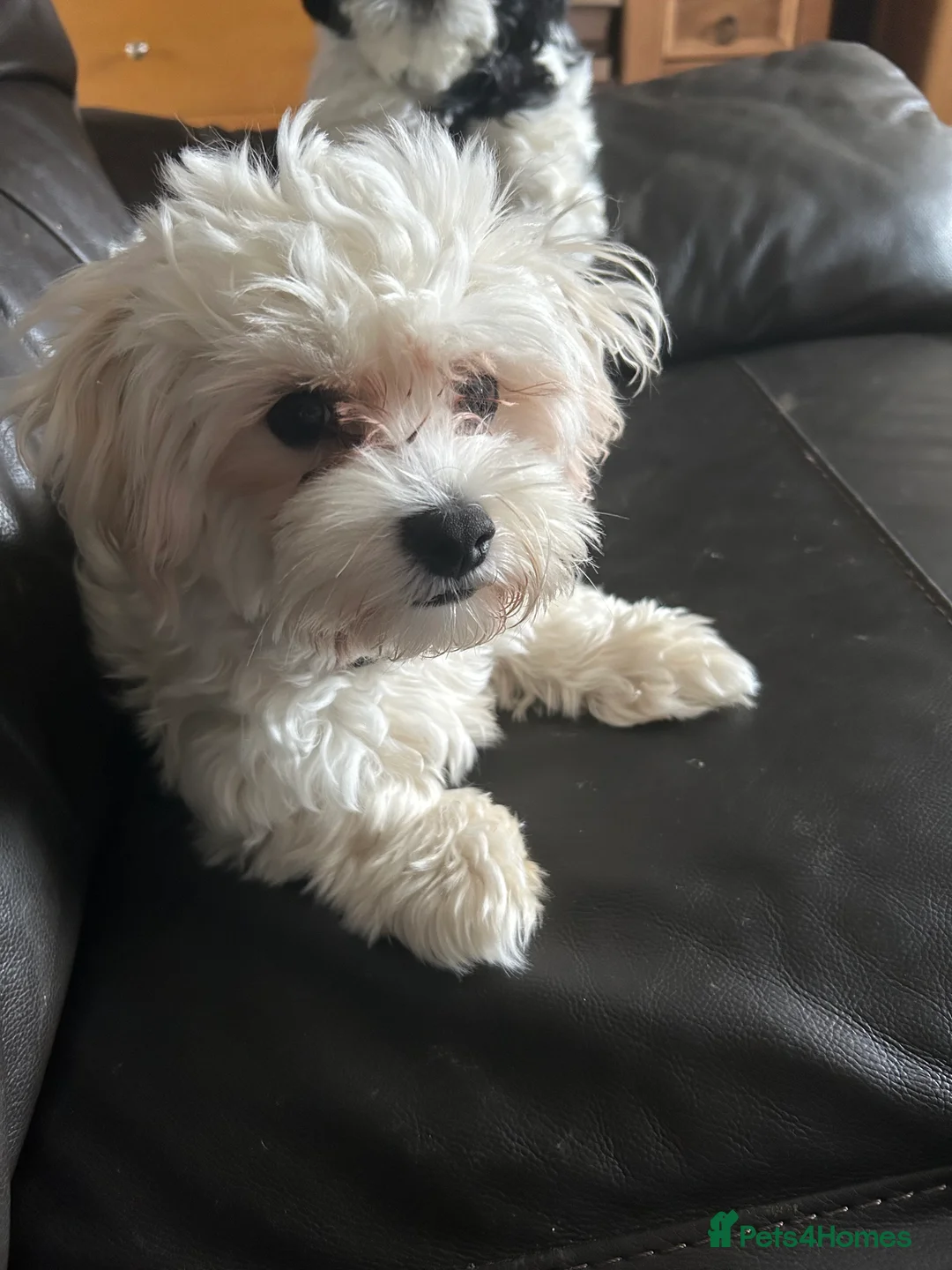 Mixed Breed dogs for sale: Gladys is looking for a new home  - Advert 1