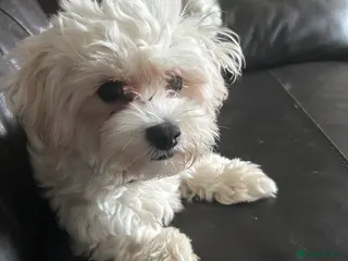 Mixed Breed dogs Gladys is looking for a new home - Advert 1