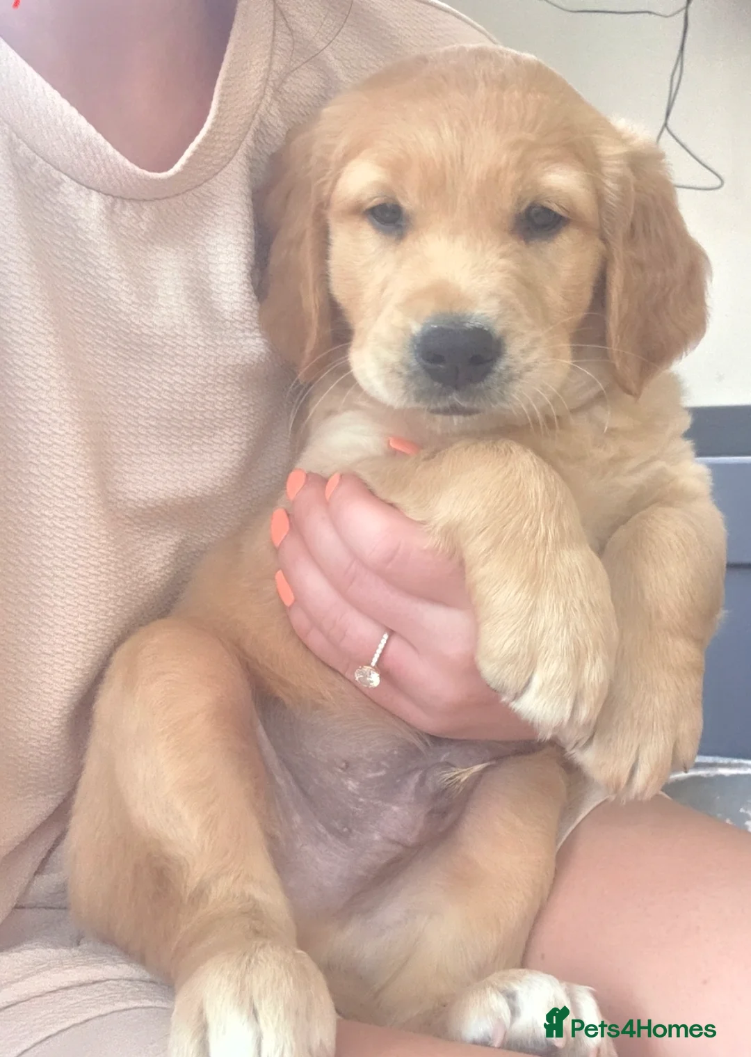 Golden Retriever dogs for sale:  *FOX RED KC REG GOLDEN RETRIEVER PUPS* - Advert 2